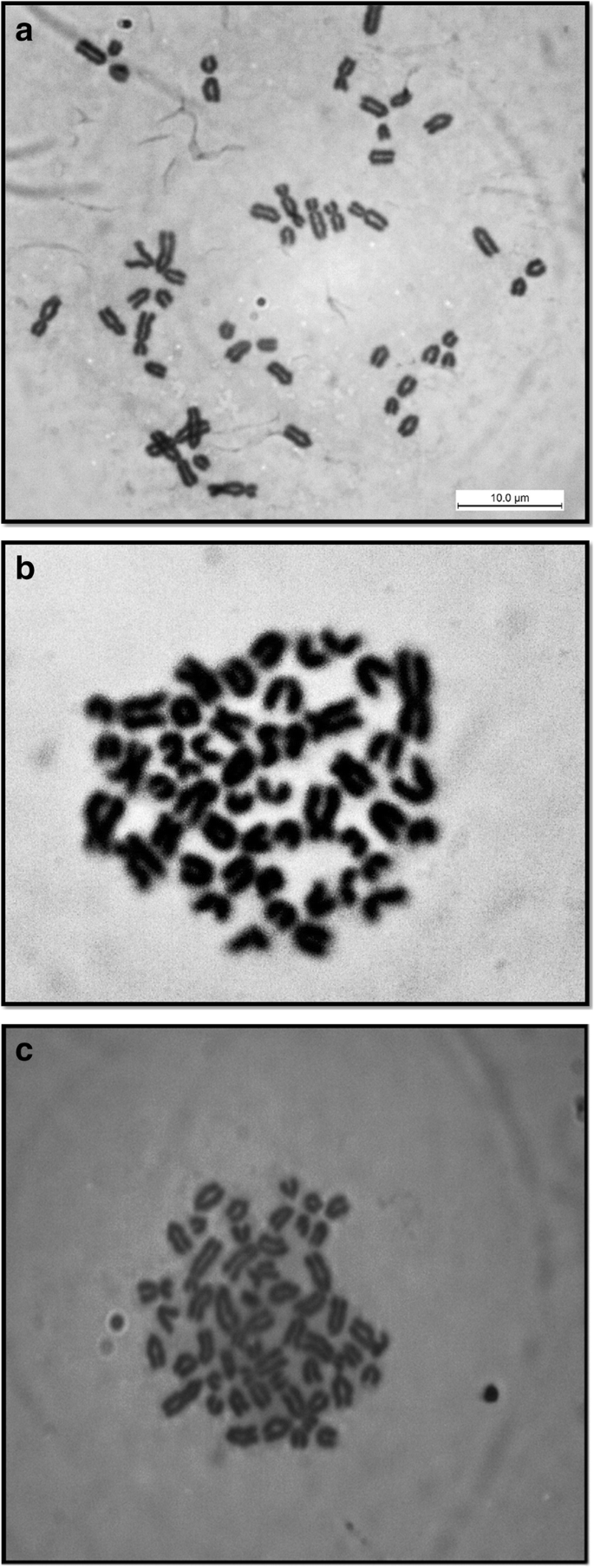 nødvendig bemærkning ustabil Karyotypic and mtDNA based characterization of Malaysian water buffalo |  BMC Genomic Data | Full Text