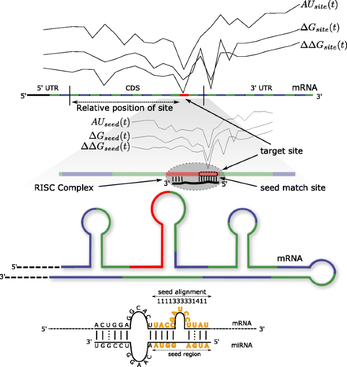 Microrna Target Prediction Using Thermodynamic And Sequence Curves Bmc Genomics Full Text Microrna Target Prediction Using Thermodynamic And Sequence Curves Bmc Genomics Full Text