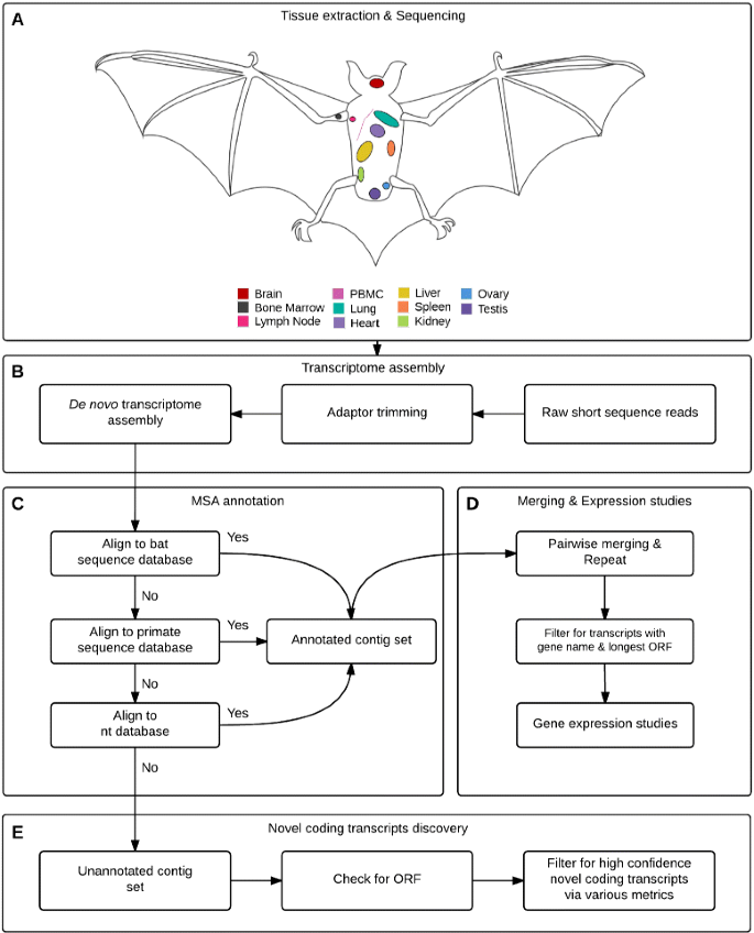 De Novo Transcriptome Assembly and Functional Annotation in Five Species of  Bats