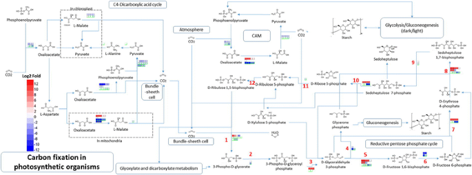 akt latex ct