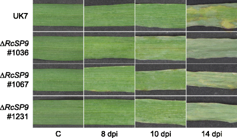 figure 17