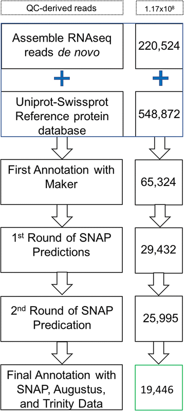 Rna Seq Based Genome Annotation And Identification Of Long Noncoding Rnas In The Grapevine Cultivar Riesling Bmc Genomics Full Text