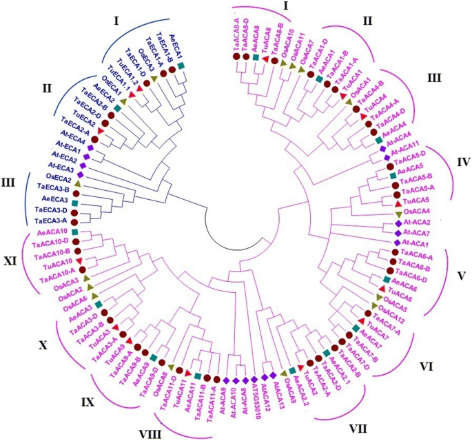 Molecular Characterization And Differential Expression Suggested Diverse Functions Of P Type Ii Ca 2 Atpases In Triticum Aestivum L Springerlink