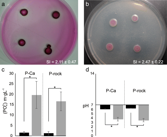 Genome Sequencing And Assessment Of Plant Growth Promoting Properties Of A Serratia Marcescens Strain Isolated From Vermicompost Bmc Genomics Full Text