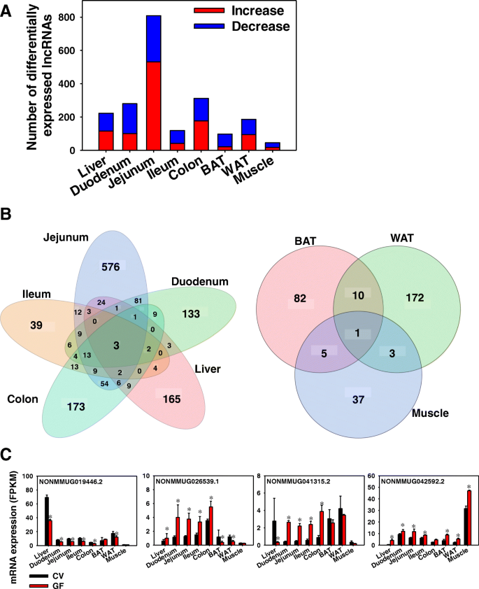 Coordinate Regulation Of Long Non Coding Rnas And Protein Coding Genes In Germ Free Mice Bmc Genomics Full Text Coordinate Regulation Of Long Non Coding Rnas And Protein Coding Genes In Germ Free Mice Bmc Genomics Full Text