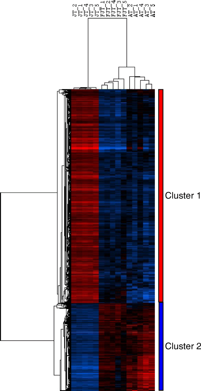 Histological Transcriptomic And In Vitro Analysis Reveal An Intrinsic Activated State Of Myogenic Precursors In Hyperplasic Muscle Of Trout Bmc Genomics Full Text
