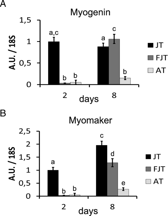 Histological Transcriptomic And In Vitro Analysis Reveal An Intrinsic Activated State Of Myogenic Precursors In Hyperplasic Muscle Of Trout Bmc Genomics Full Text