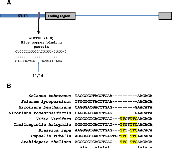 identification and characterisation of micrornas and their target genes in phosphate starved nicotiana benthamiana by small rna deep sequencing and 5 race analysis bmc genomics full text