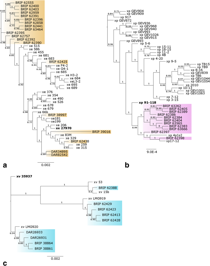 Genomic Sequence Analysis Reveals Diversity Of Australian Xanthomonas Species Associated With Bacterial Leaf Spot Of Tomato Capsicum And Chilli Bmc Genomics Full Text
