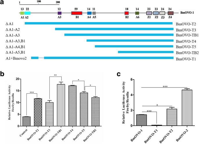 Functional characterization of BmOVOs in silkworm, Bombyx mori | BMC  Genomics | Full Text