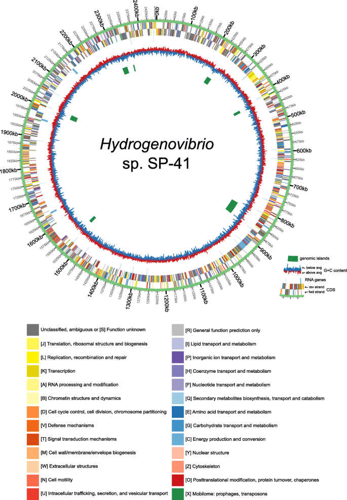 Horizontal Acquisition Of Hydrogen Conversion Ability And Other Habitat Adaptations In The Hydrogenovibrio Strains Sp 41 And Xcl 2 Bmc Genomics Full Text