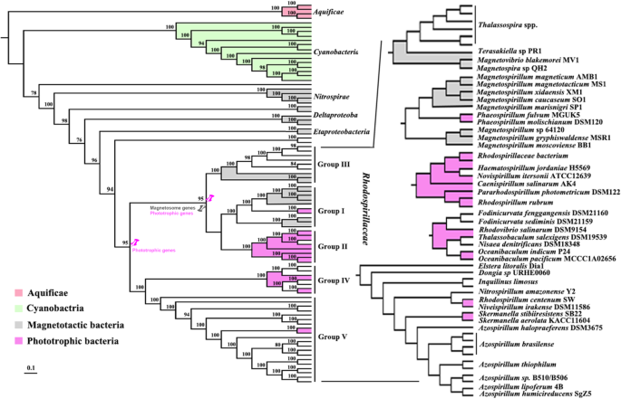 Genomic evidence of the illumination response mechanism and
