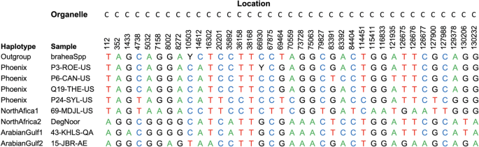 Novel subpopulations in date palm (Phoenix dactylifera) identified by  population-wide organellar genome sequencing | BMC Genomics | Full Text