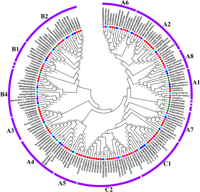 Genome Wide Identification Phylogenetic And Expression Analysis Of The Heat Shock Transcription Factor Family In Bread Wheat Triticum Aestivum L Bmc Genomics Full Text