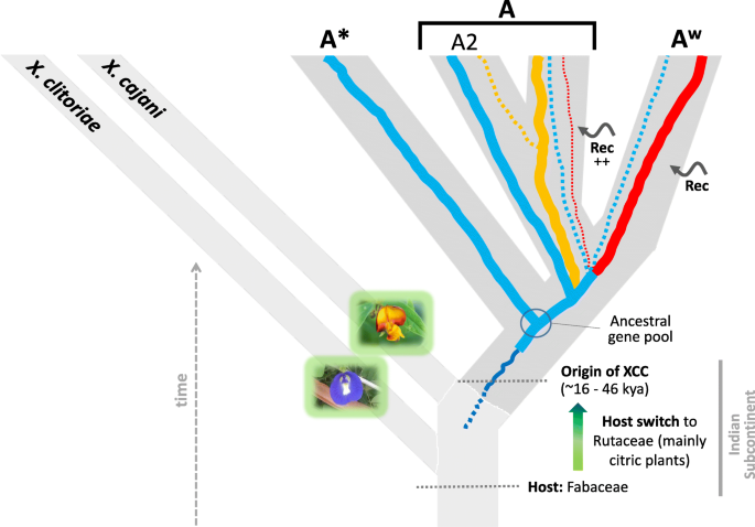 Origin And Diversification Of Xanthomonas Citri Subsp Citri Pathotypes Revealed By Inclusive Phylogenomic Dating And Biogeographic Analyses Bmc Genomics Full Text