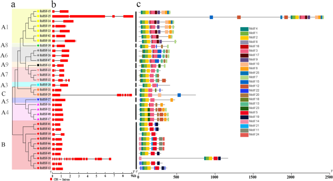 Genome Wide Characterization And Evolutionary Analysis Of Heat Shock Transcription Factors Hsfs To Reveal Their Potential Role Under Abiotic Stresses In Radish Raphanus Sativus L Bmc Genomics Full Text