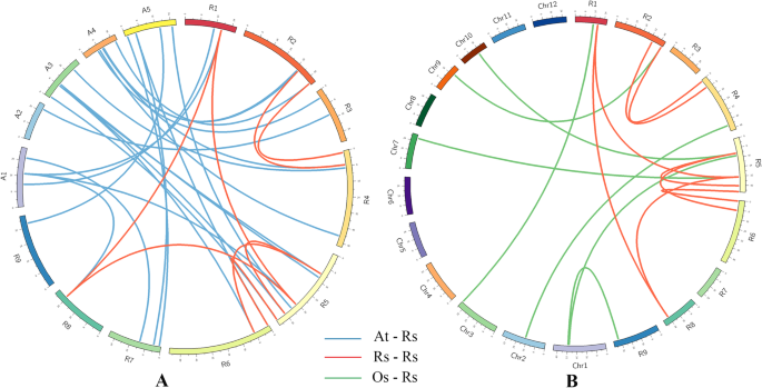 Genome Wide Characterization And Evolutionary Analysis Of Heat Shock Transcription Factors Hsfs To Reveal Their Potential Role Under Abiotic Stresses In Radish Raphanus Sativus L Bmc Genomics Full Text