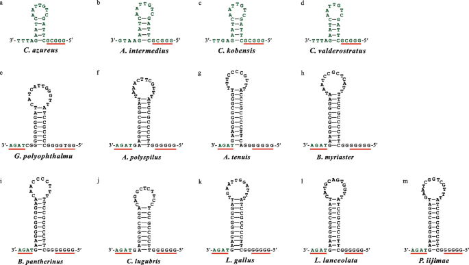 Mechanisms Of Gene Rearrangement In 13 Bothids Based On Comparison With A Newly Completed Mitogenome Of The Threespot Flounder Grammatobothus Polyophthalmus Pleuronectiformes Bothidae Bmc Genomics Full Text