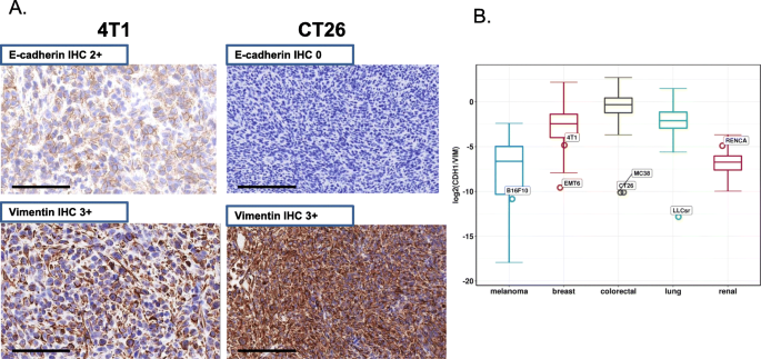 Comparison Of The Molecular And Cellular Phenotypes Of Common Mouse Syngeneic Models With Human Tumors Bmc Genomics Full Text