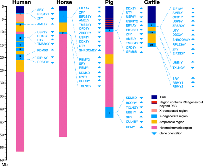 New Insights Into Mammalian Sex Chromosome Structure And Evolution Using High Quality Sequences From Bovine X And Y Chromosomes Bmc Genomics Full Text New Insights Into Mammalian Sex Chromosome Structure And Evolution Using High Quality Sequences From Bovine X And Y Chromosomes Bmc Genomics Full Text