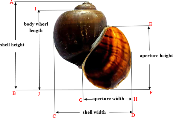 Preliminary Investigation Demonstrating The Ghitm Gene Probably Involved In Apoptosis And Growth Of The Golden Apple Snail Pomacea Canaliculata Bmc Genomics Full Text Preliminary Investigation Demonstrating The Ghitm Gene Probably Involved In Apoptosis And Growth Of The Golden Apple Snail Pomacea Canaliculata Bmc Genomics Full Text
