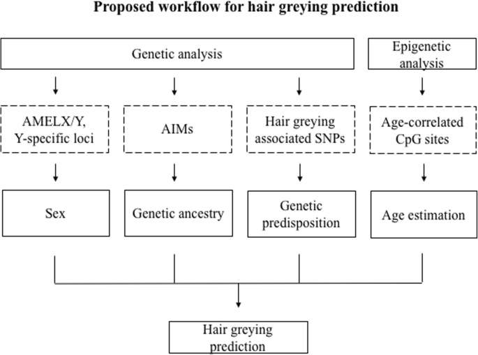 Exploring the possibility of predicting human head hair greying from DNA  using whole-exome and targeted NGS data | BMC Genomics | Full Text