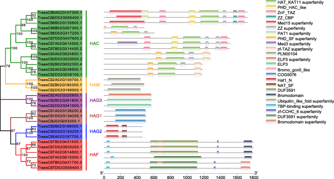 Genome Wide Identification Of The Histone Acetyltransferase Gene Family In Triticum Aestivum Springerlink