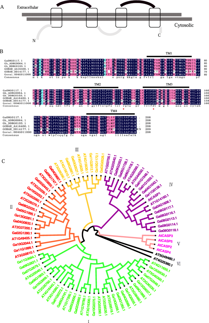 Casparian Strip Membrane Domain Proteins In Gossypium Arboreum Genome Wide Identification And Negative Regulation Of Lateral Root Growth Full Text