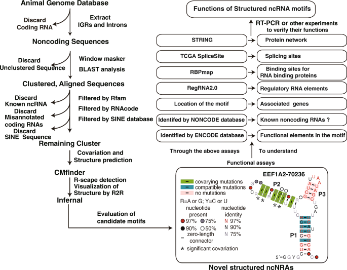 Identification Of 11 Candidate Structured Noncoding Rna Motifs In Humans By Comparative Genomics Bmc Genomics Full Text