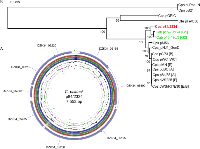 Frontiers  Genome organization and genomics in Chlamydia: whole genome  sequencing increases understanding of chlamydial virulence, evolution, and  phylogeny