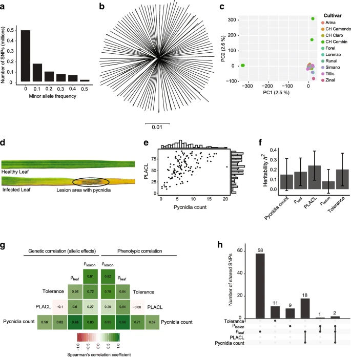 Rapid sequence evolution driven by transposable elements at a virulence locus in a fungal wheat pathogen