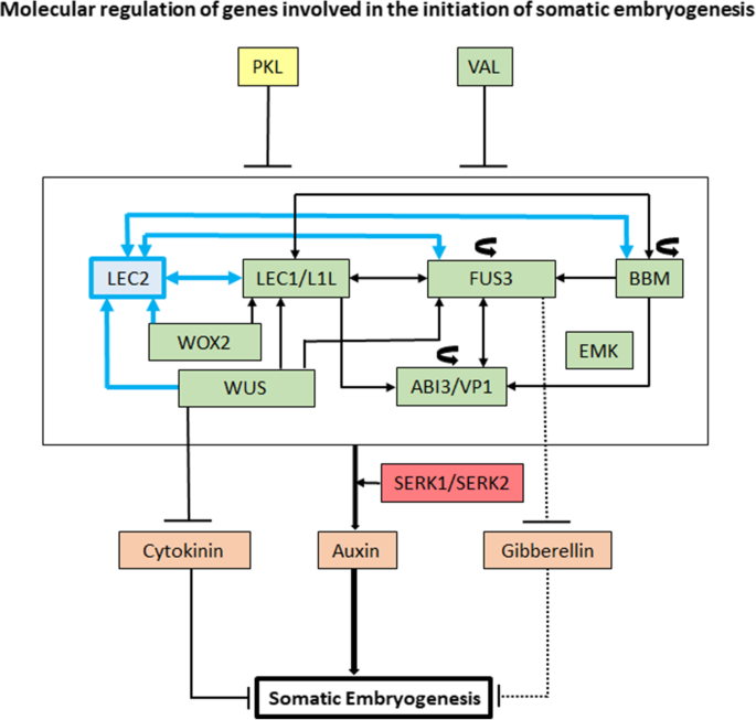 Selection of reference genes for gene expression analysis in Liriodendron  hybrids' somatic embryogenesis and germinative tissues