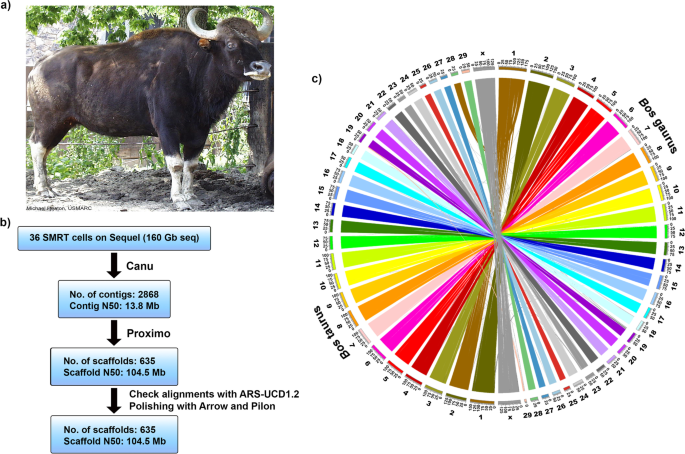 gaur size comparison