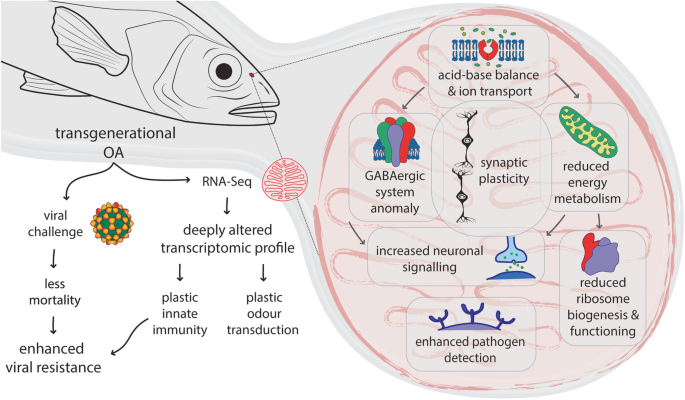 Epigenetic plasticity enables copepods to cope with ocean