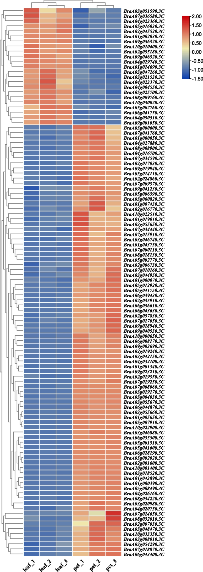 Genome-wide transcriptome analysis reveals molecular pathways involved in  leafy head formation of Chinese cabbage (Brassica rapa)