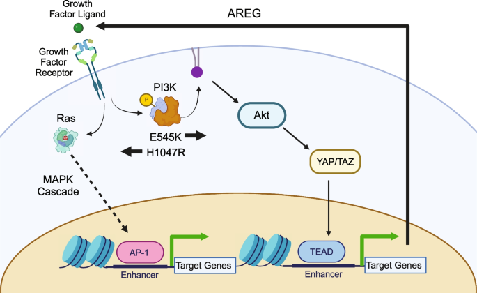 research breast cancer gene figure 6