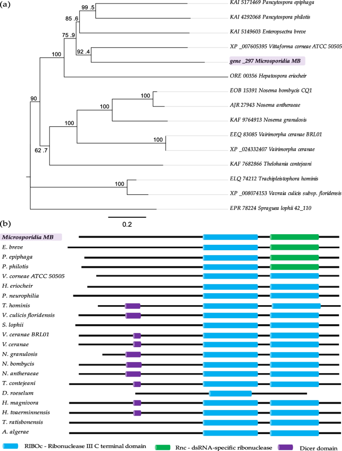 Bioinformatics analysis of the Microsporidia sp. MB genome: a 