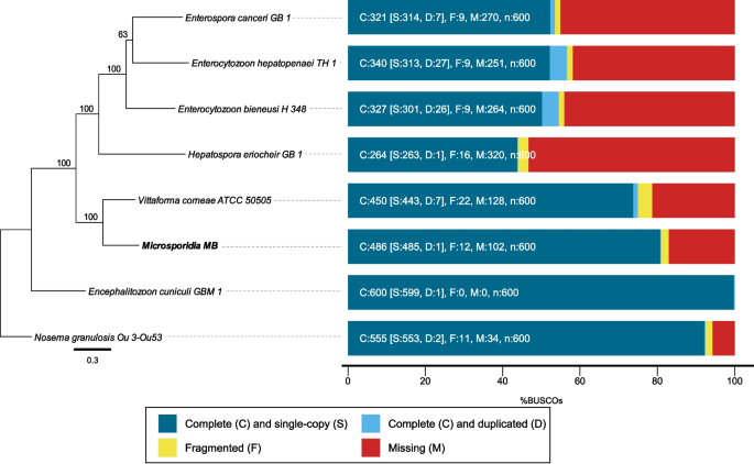 Bioinformatics analysis of the Microsporidia sp. MB genome: a 