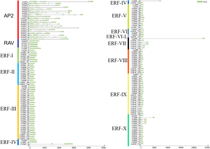 Genome-wide identification and characterization of the AP2/ERF gene ...