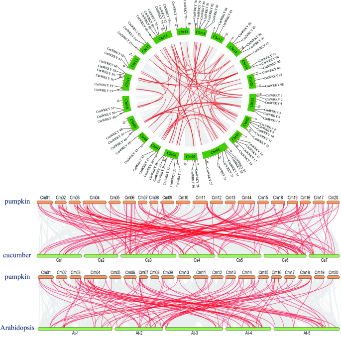 Genome-wide analysis of WRKY gene family in Cucurbita moschata and ...