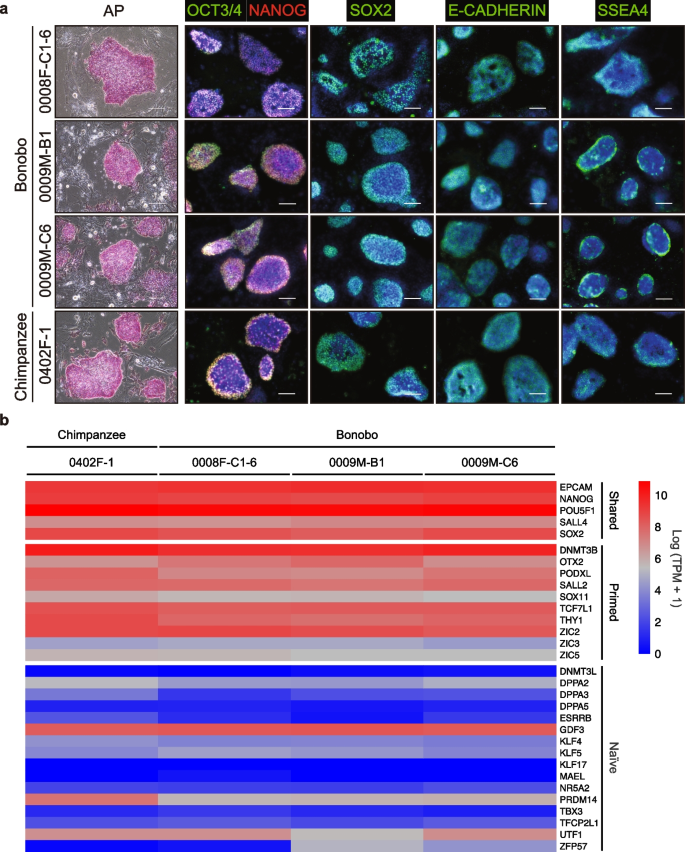 Generation and transcriptome profiling of bonobo induced pluripotent stem cells using stealth RNA vectors: a tripartite comparative study with humans and chimpanzees | BMC Genomics | Springer Nature Link Generation and transcriptome profiling of bonobo induced pluripotent stem cells using stealth RNA vectors: a tripartite comparative study with humans and chimpanzees | BMC Genomics | Springer Nature Link