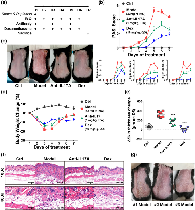 Application Of Imiquimod Induced Murine Psoriasis Model In Evaluating Interleukin 17a Antagonist Bmc Immunology Full Text Application Of Imiquimod Induced Murine Psoriasis Model In Evaluating Interleukin 17a Antagonist Bmc Immunology Full Text