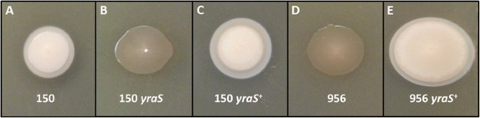 The Heat Sensitive Factor Hsf Of Yersinia Ruckeri Is Produced By An Alkyl Sulphatase Involved In Sodium Dodecyl Sulphate Sds Degradation But Not In Virulence Bmc Microbiology Full Text