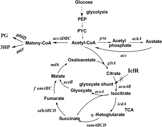 Improving the production of acetyl-CoA-derived chemicals in Escherichia  coli BL21(DE3) through iclR and arcA deletion | BMC Microbiology | Full Text