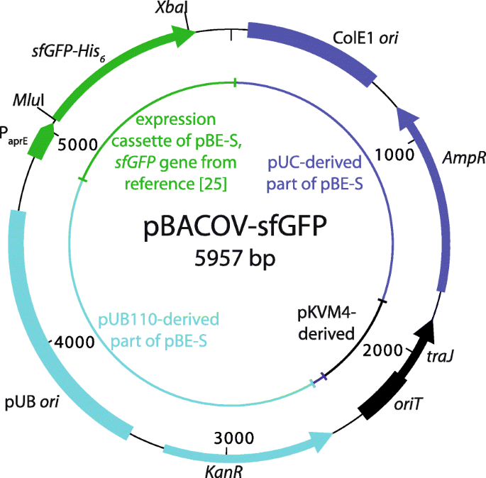 transmating conjugative transfer of a