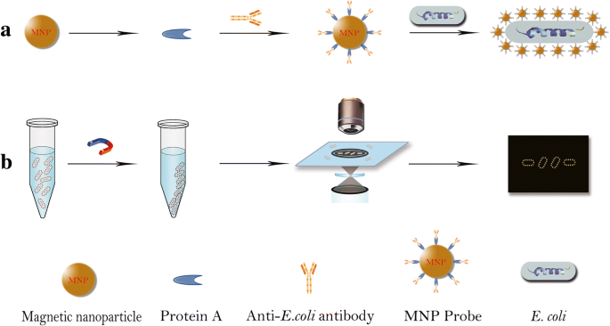 Ultrasensitive And Rapid Count Of Escherichia Coli Using Magnetic Nanoparticle Probe Under Dark Field Microscope Bmc Microbiology Full Text