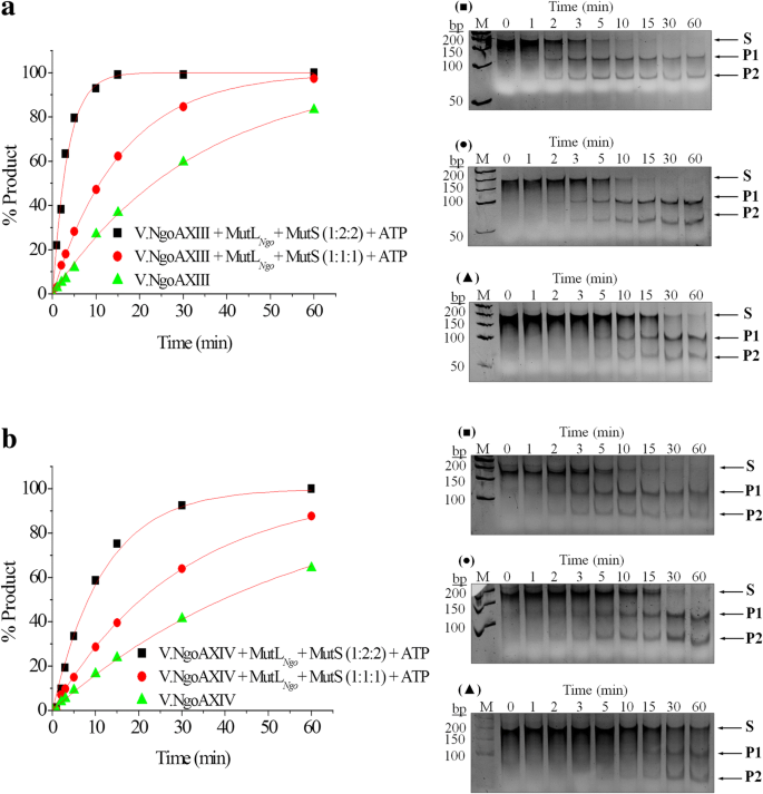 Activity Of Vsr Endonucleases Encoded By Neisseria Gonorrhoeae Fa1090 Is Influenced By Mutl And Muts Proteins Bmc Microbiology Full Text