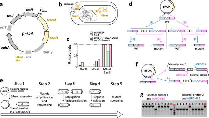 Efficient dual-negative selection for bacterial genome editing | BMC  Microbiology | Full Text