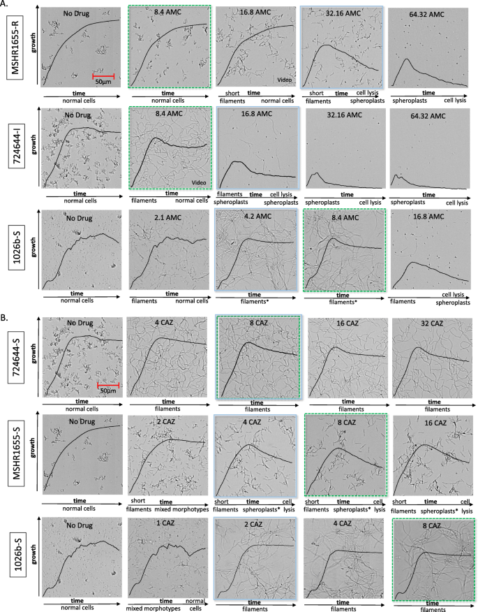 Optical Microscopy Reveals The Dynamic Nature Of B Pseudomallei Morphology During B Lactam Antimicrobial Susceptibility Testing Bmc Microbiology Full Text