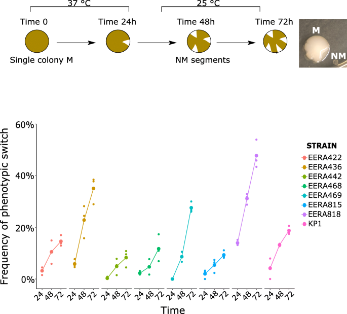 Diversity Of Mucoid To Non Mucoid Switch Among Carbapenemase Producing Klebsiella Pneumoniae Bmc Microbiology Full Text